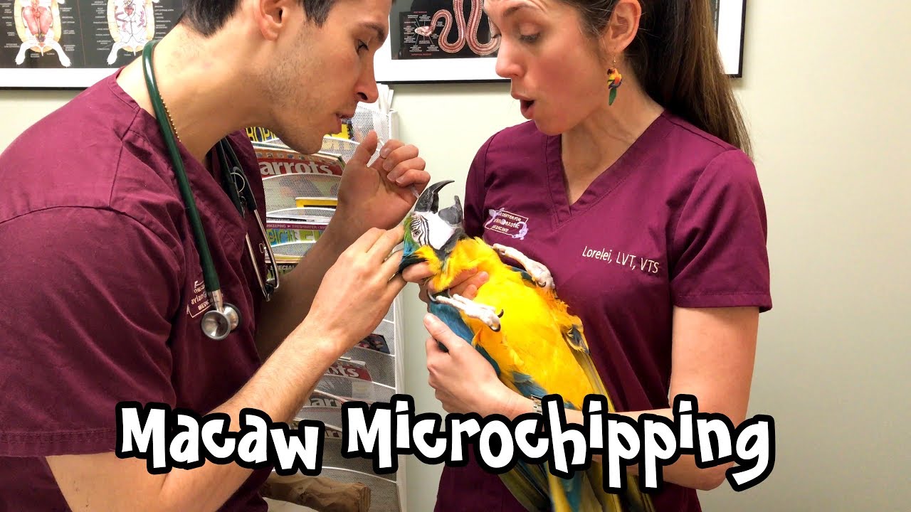 Rachel Blue and Gold Macaw - Vet Visit and Microchipping