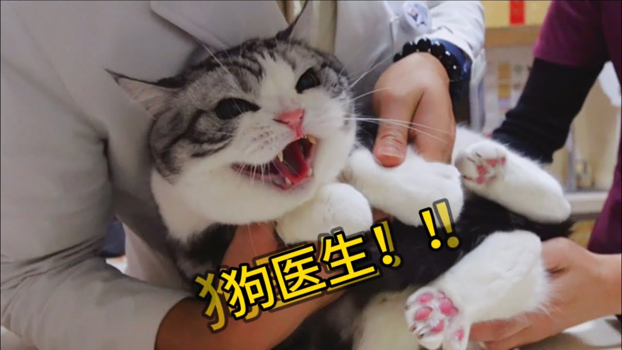貓：所有人都可以抱！除了嘎蛋醫生！他壞！！！