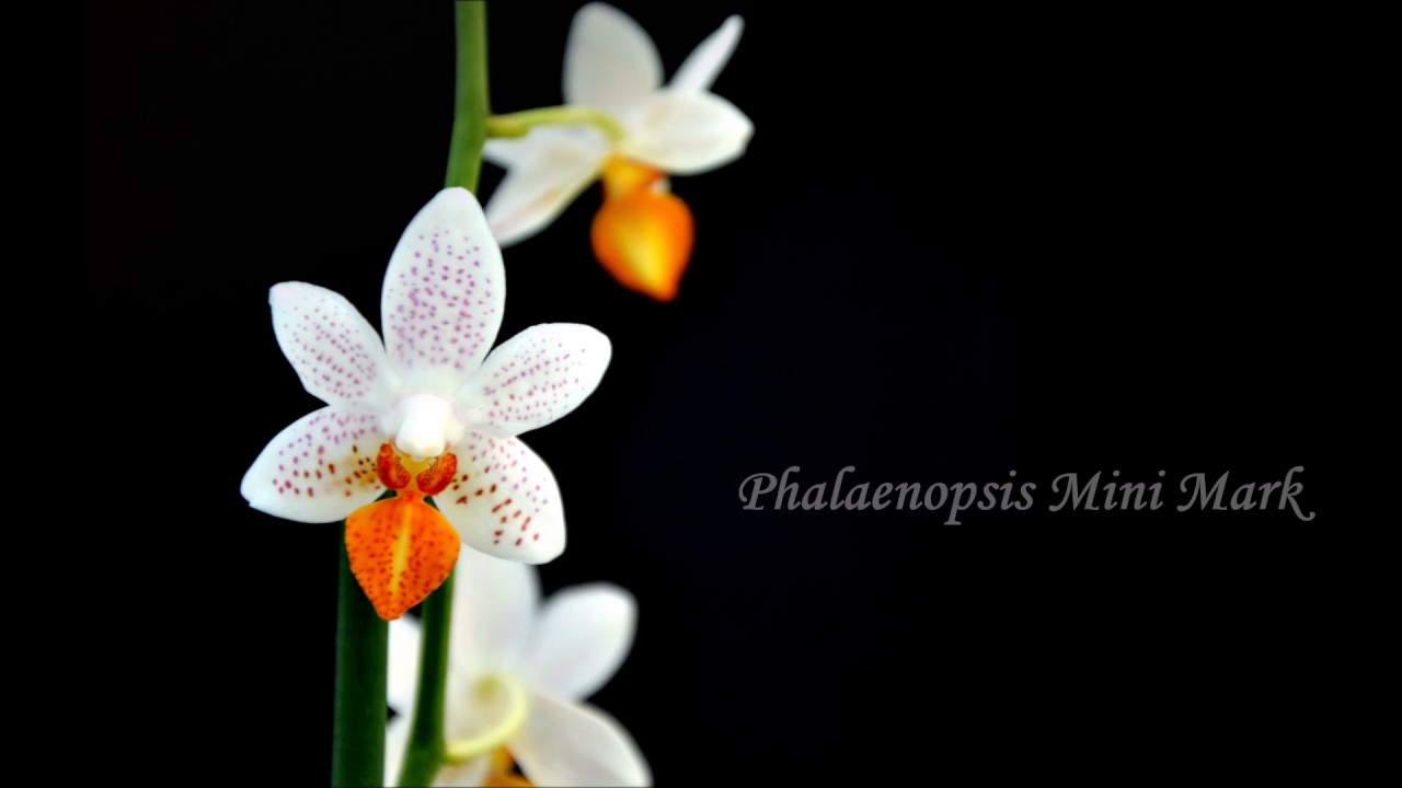 Giulio Celandroni orchidee presents: Phalaenopsis collection!