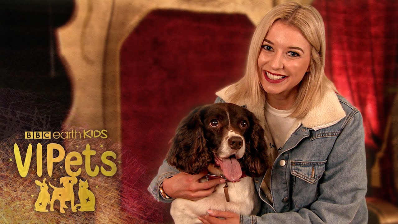 Eltoria's Springer Spaniel Brooke LOVES Belly Rubs! | VIPets | BBC Earth Kids