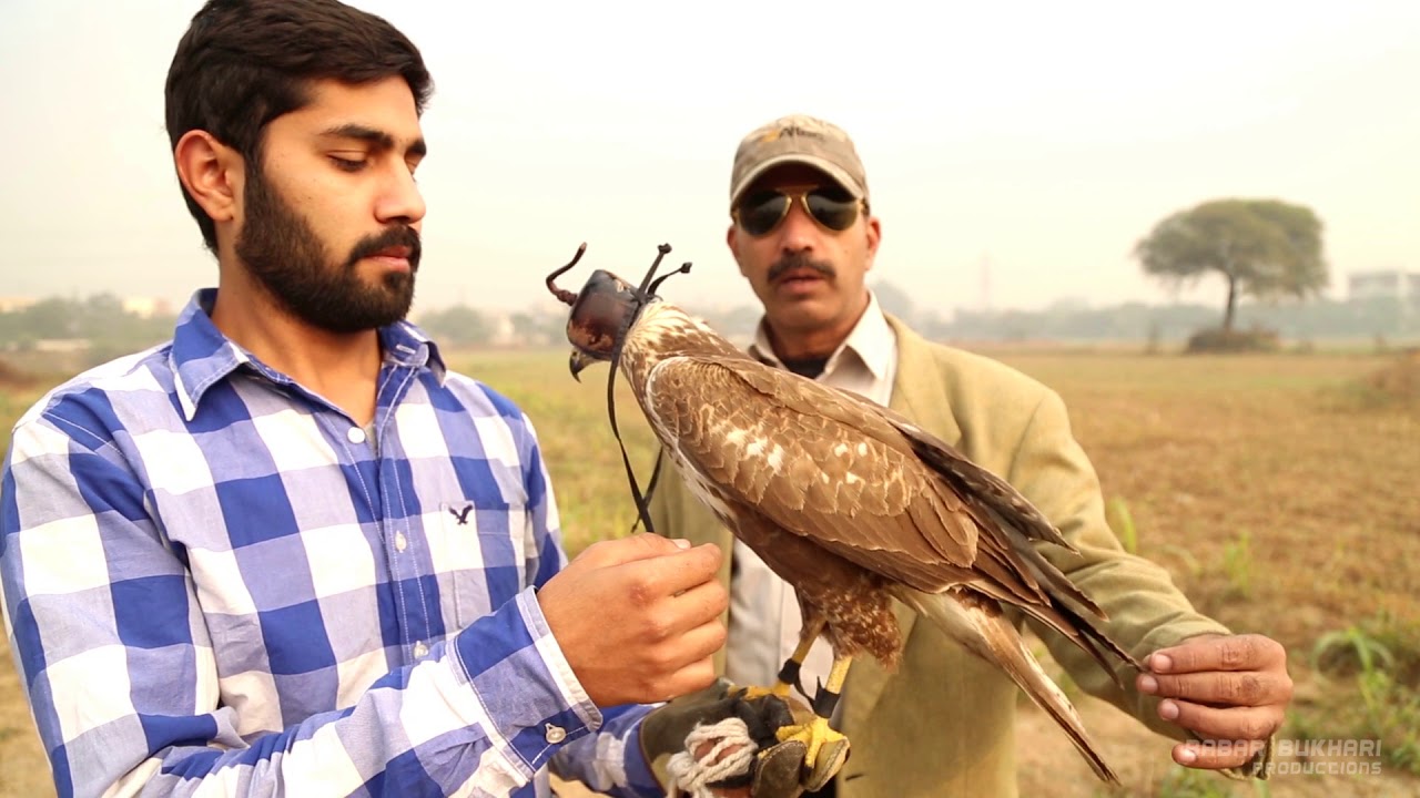 Long Legged Buzzard Release in Lahore.