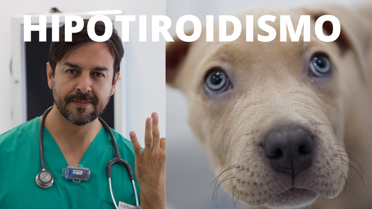 🧡 HIPOTIROIDISMO/ TIROIDES EN PERROS Y GATOS 🧡 🧡