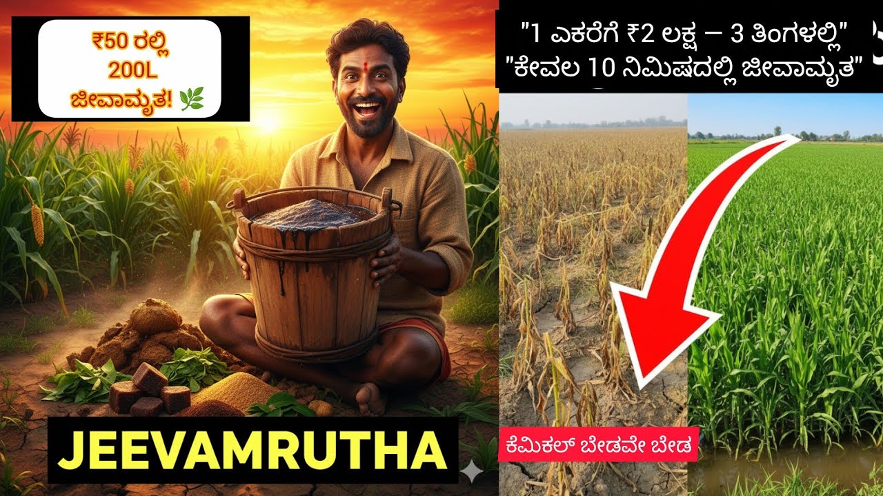 ಈ ರೈತ ₹50 ಖರ್ಚಿನಲ್ಲಿ 1 ಎಕರೆ ಬೆಳೆ ಚೆನ್ನಾಗಿ ಬೆಳೆಸ್ತಾನೆ 🌿 | ಜೀವಾಮೃತ ರಹಸ್ಯ