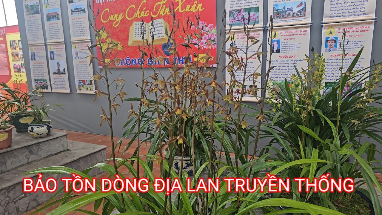 Bảo tồn giống địa lan cổ truyền 