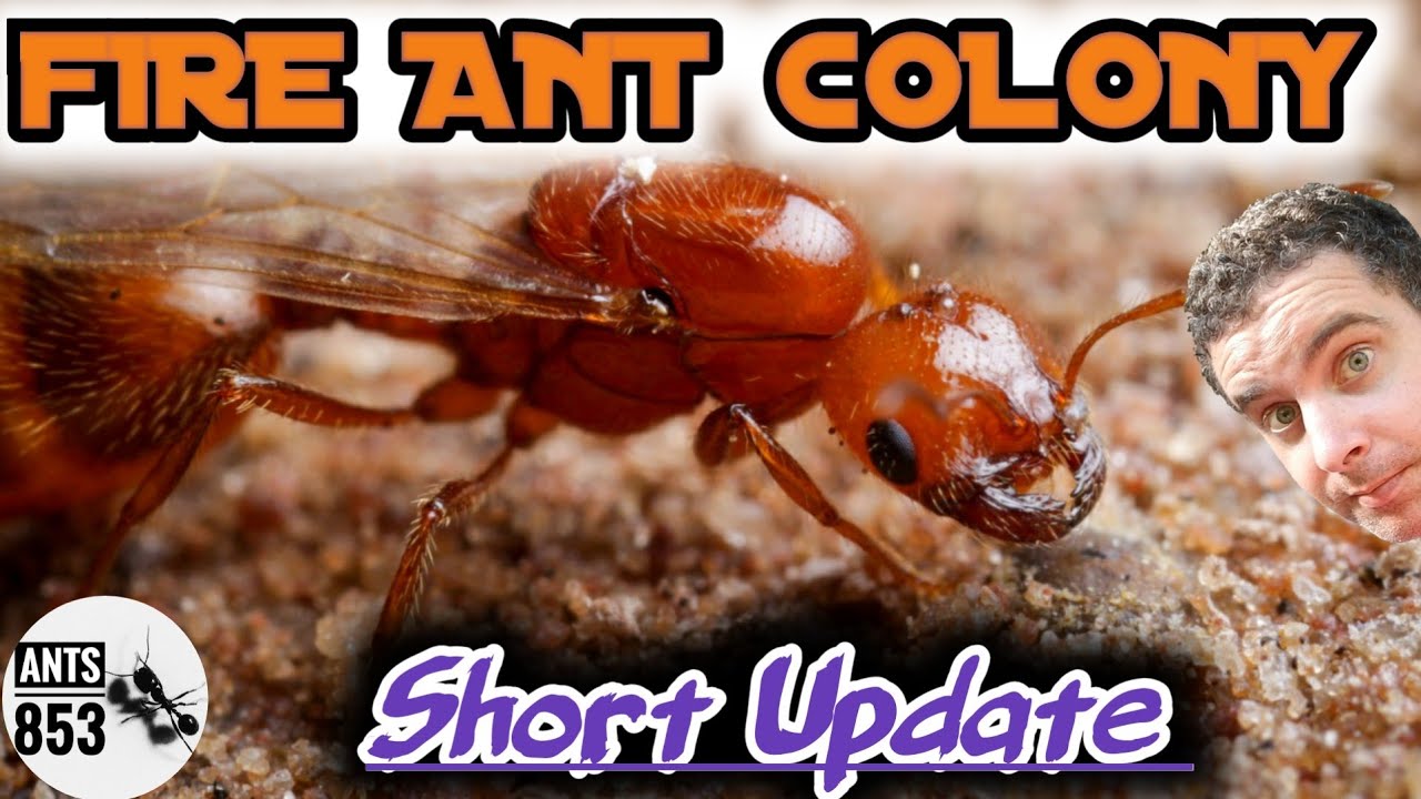 FIRE ANT COLONY | i am sorry ! | Ant Keeping Season 2020 Week 16
