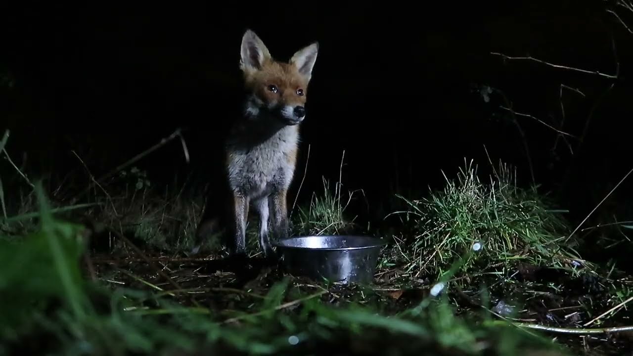 Sam tucks in to his evening meal