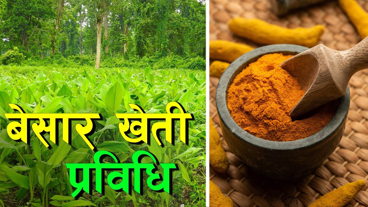 खेती सिकौं, उत्पादन गरौं || Turmeric Kheti in Nepal ||