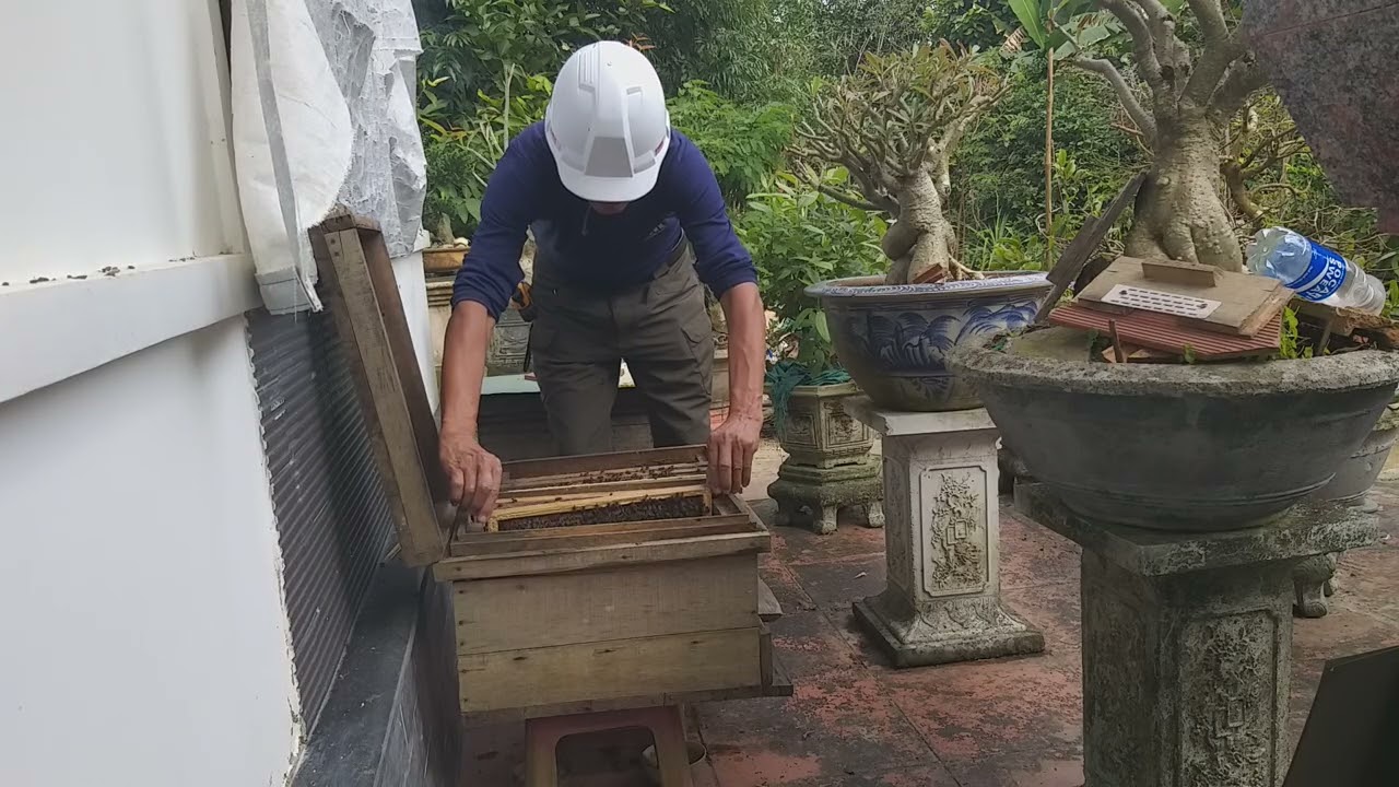 Chăm sóc ong mâtj