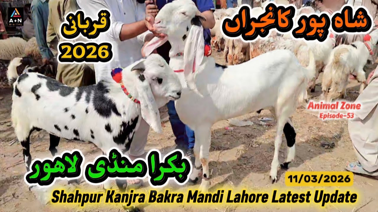 Shahpur Kanjra Bakra Mandi Lahore Wednesday Latest Update 11/03/2026 (Qurbani kay Janwer 2026) 