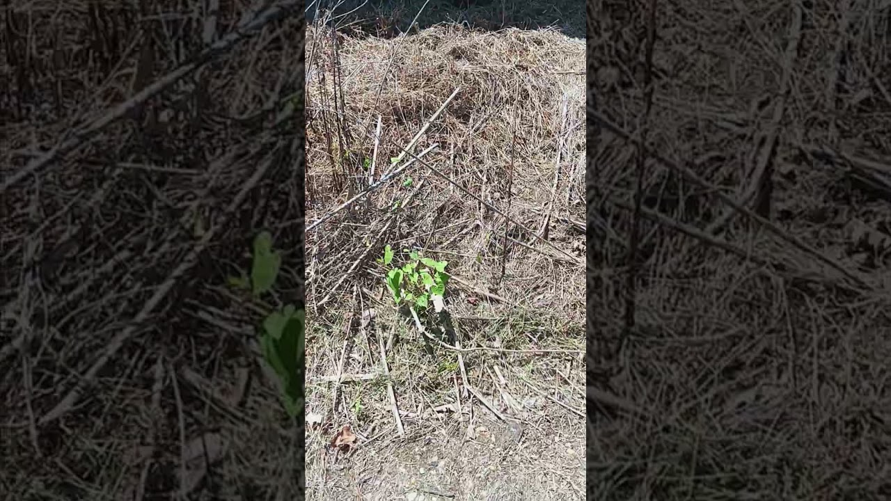 crossbow 4% in diesel and Ranger Pro herbicides