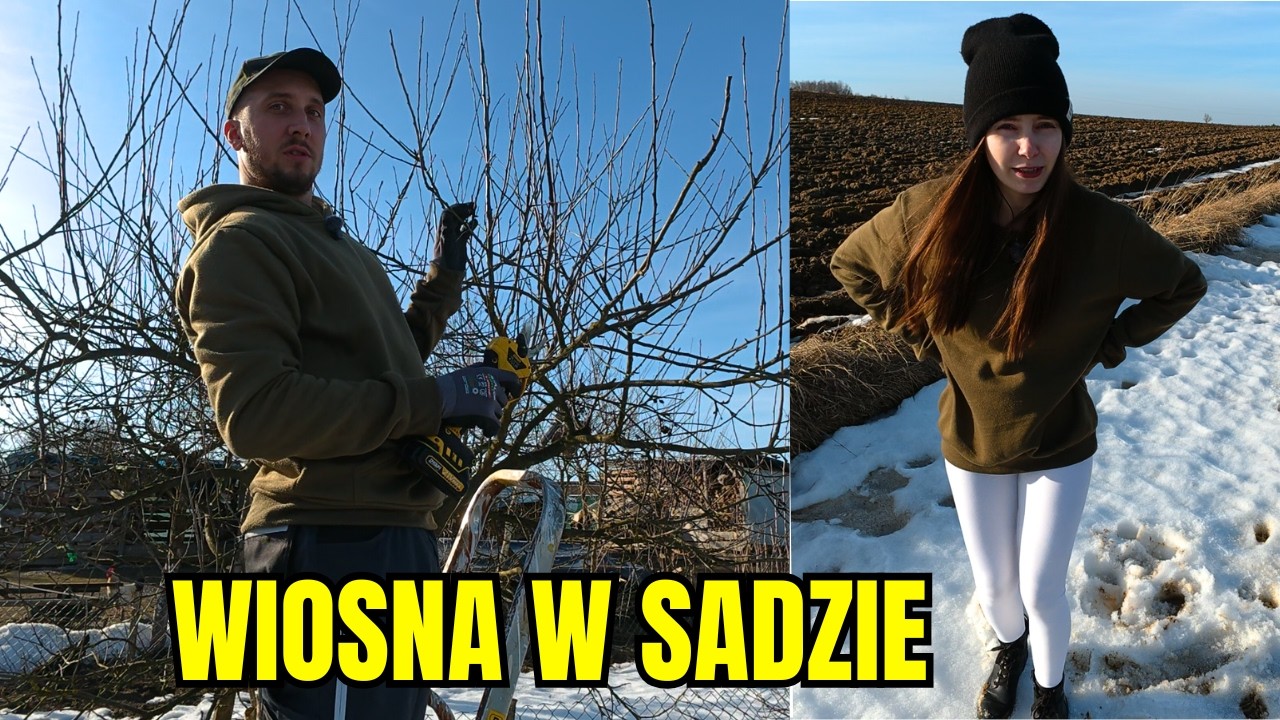 Wiosenne cięcie w sadzie 🌳 Sprawdziłem co jest pod listwami w BUSIE