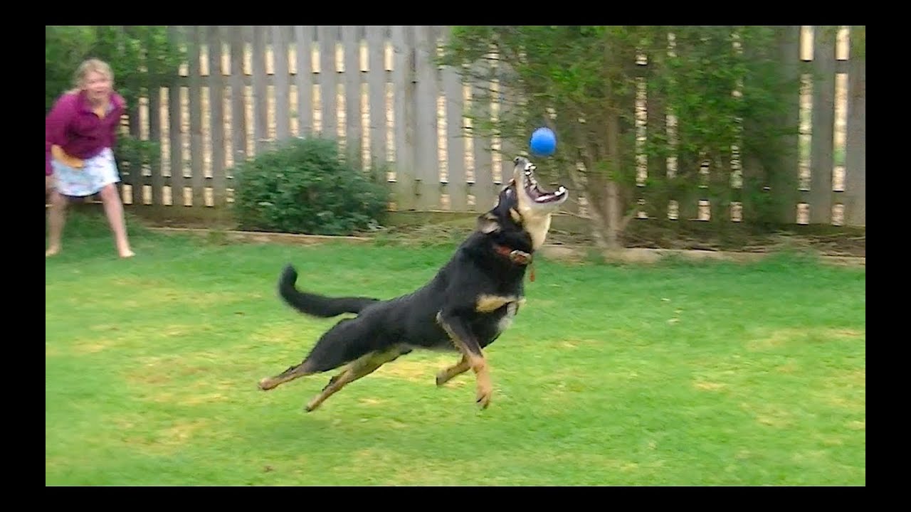 Dog Playing Ball In Epic Slow Motion 3 [HD]
