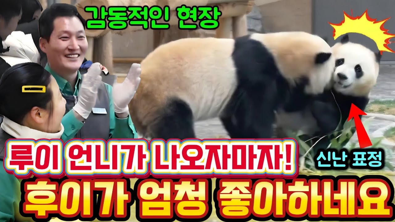 에버랜드 판다월드 3월 14일💥 맙소사 30분만에 언니가 나오자 후이가 너무 반갑게 안아줬어요 