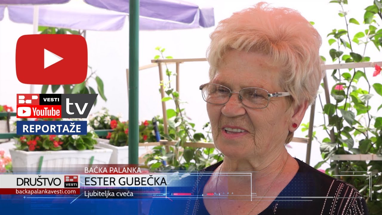 Kako negovati hortenzije, bogumile i muškatle