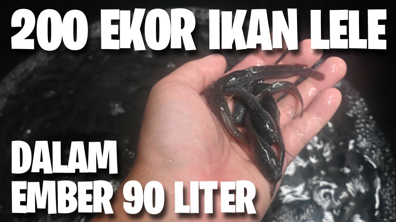 Budikdamber IKAN LELE PADAT TEBAR TINGGI | 200 Ekor Dalam Ember 90 Liter