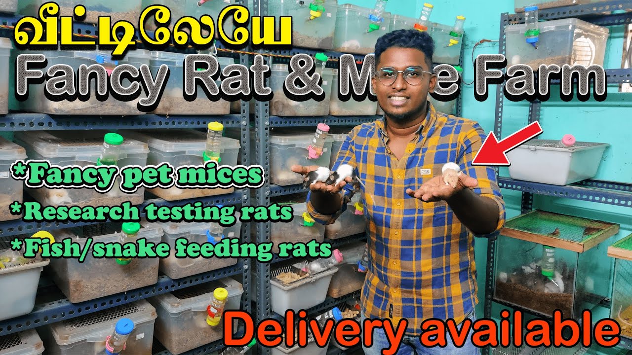 வீட்டிலேயே எலி‌ பன்ணை வைத்து அதிக லாபம் ஈட்டும் IT employee|Fancy mice&rat Farm|10×10 room|Xploring✨