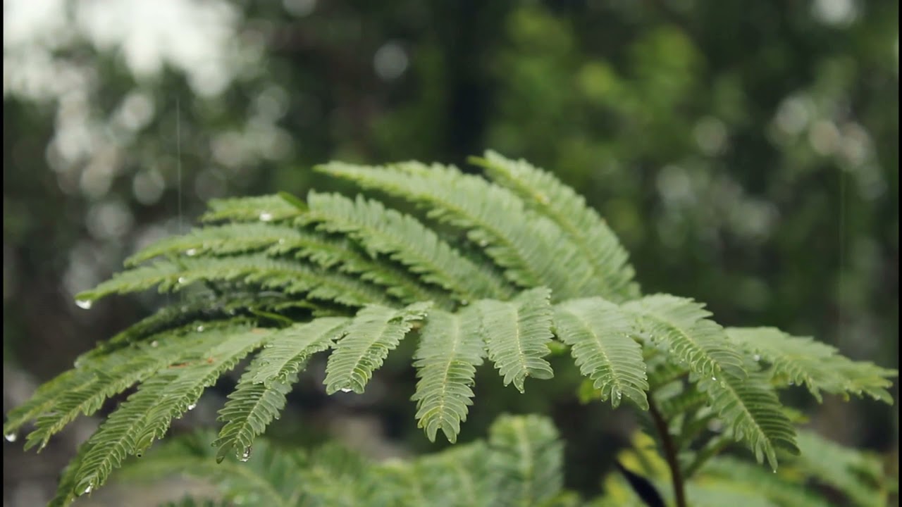 Rain Sounds - Raindrops on Ferns