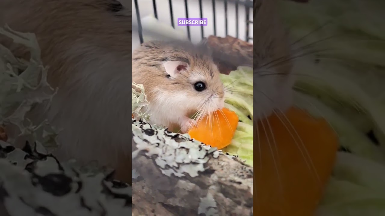 Roborovski hamster likes carrots 