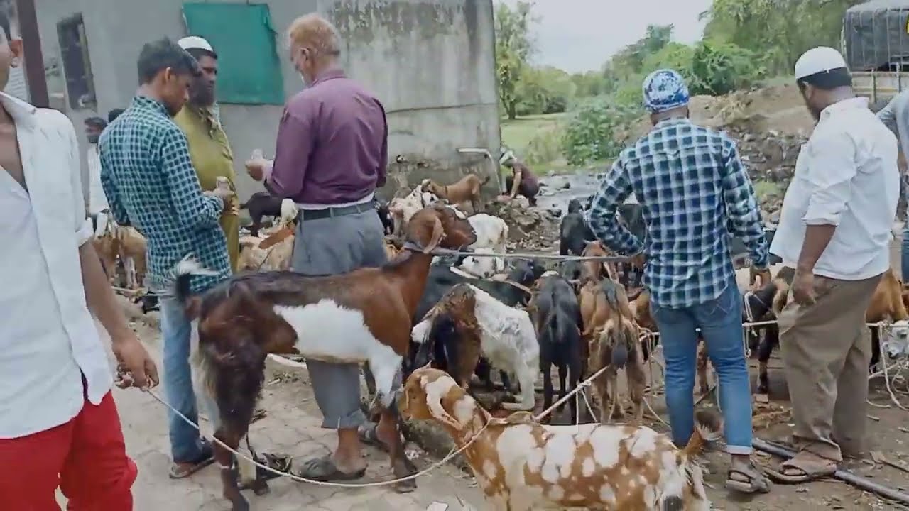 kalyan bakra mandi live update