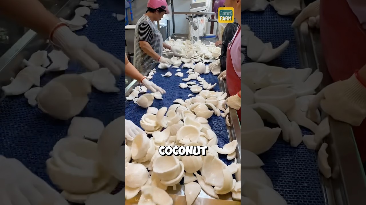 How do Chinese people produce coconut oil? #coconutoil #shorts