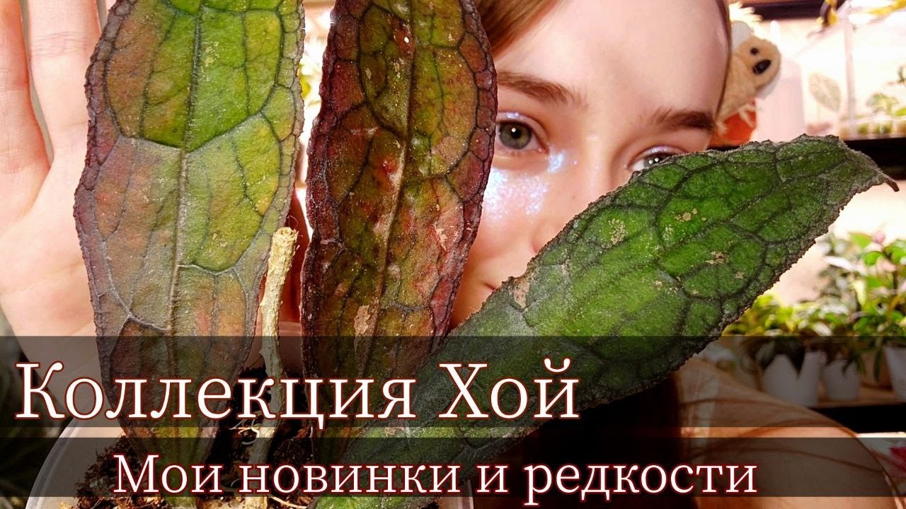 Обзор КОЛЛЕКЦИИ ХОЙ | 25+ сортов | РЕДКИЕ НОВИНКИ💚