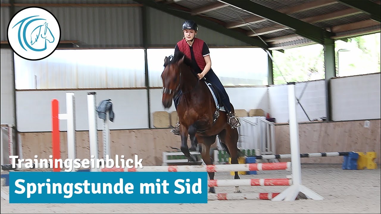 Jungpferd Sid lernt springen - Trainingseinblicke aus unserer ersten Springstunde