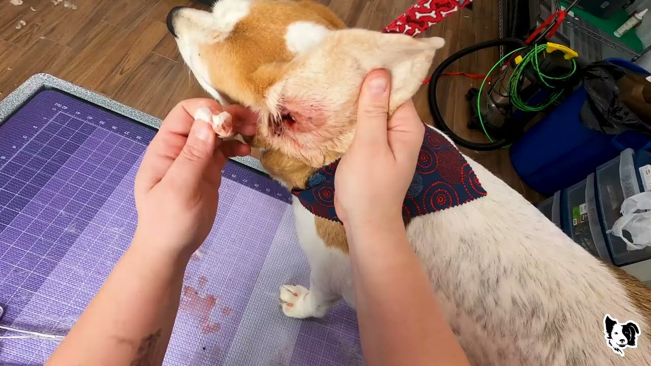 BLOODY EAR!!!!