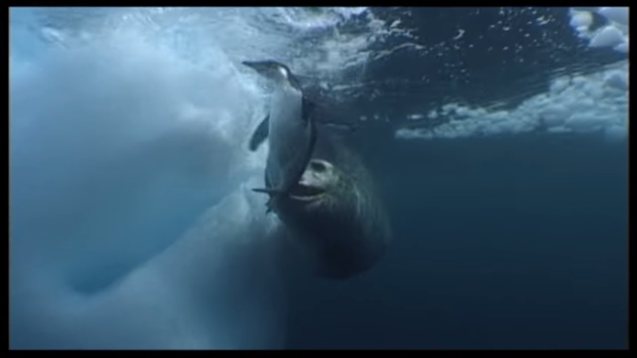 Leopard Seals Play With A Penguin