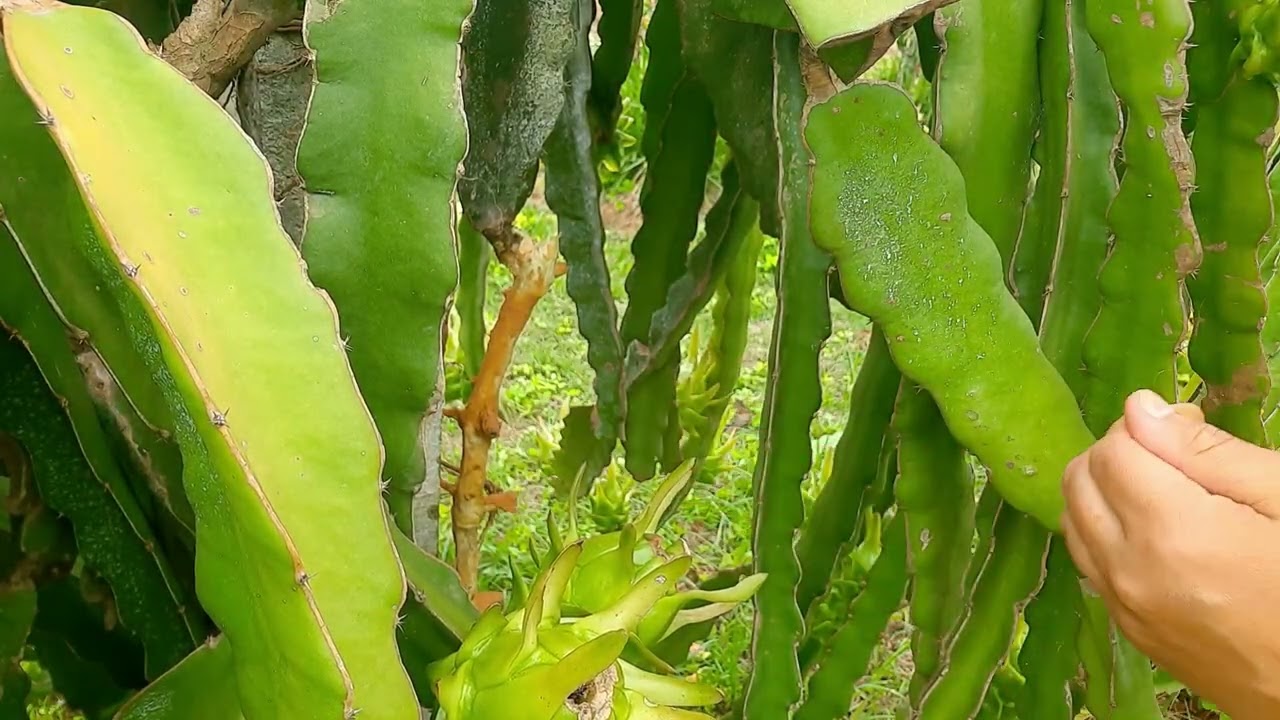 Como resolver Podridão na pitaya antes que seja tarde de mais!