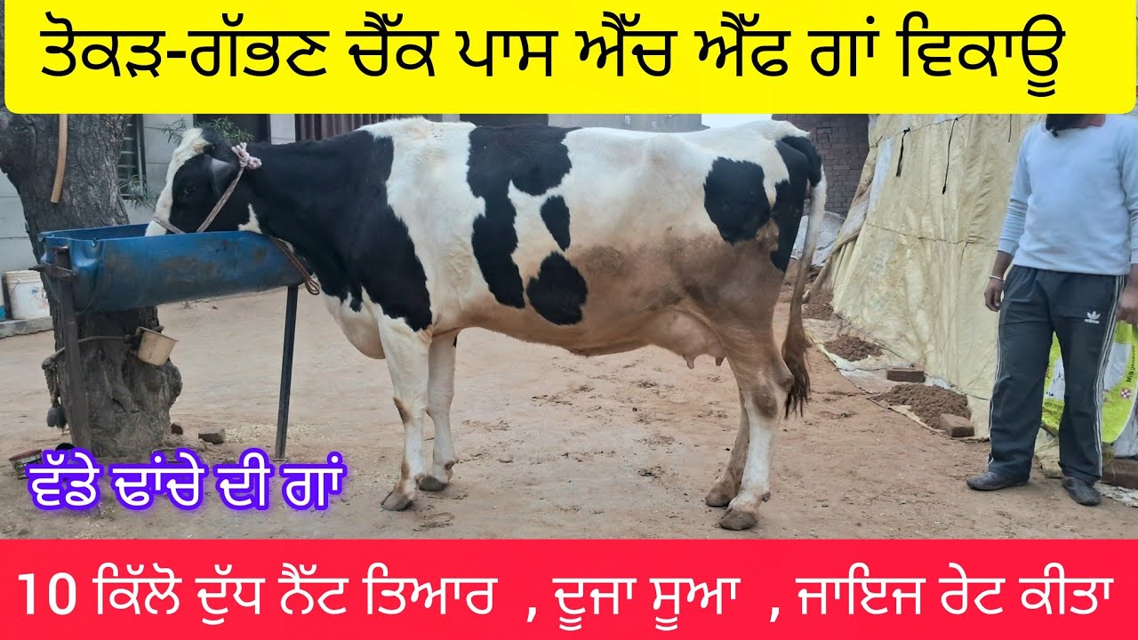 ਤੋਕੜ-ਗੱਭਣ ਐੱਚ ਐੱਫ ਗਾਂ ਵਿਕਾਊ  85449-10560  tokad gabhan check pass hf cow sale . 
