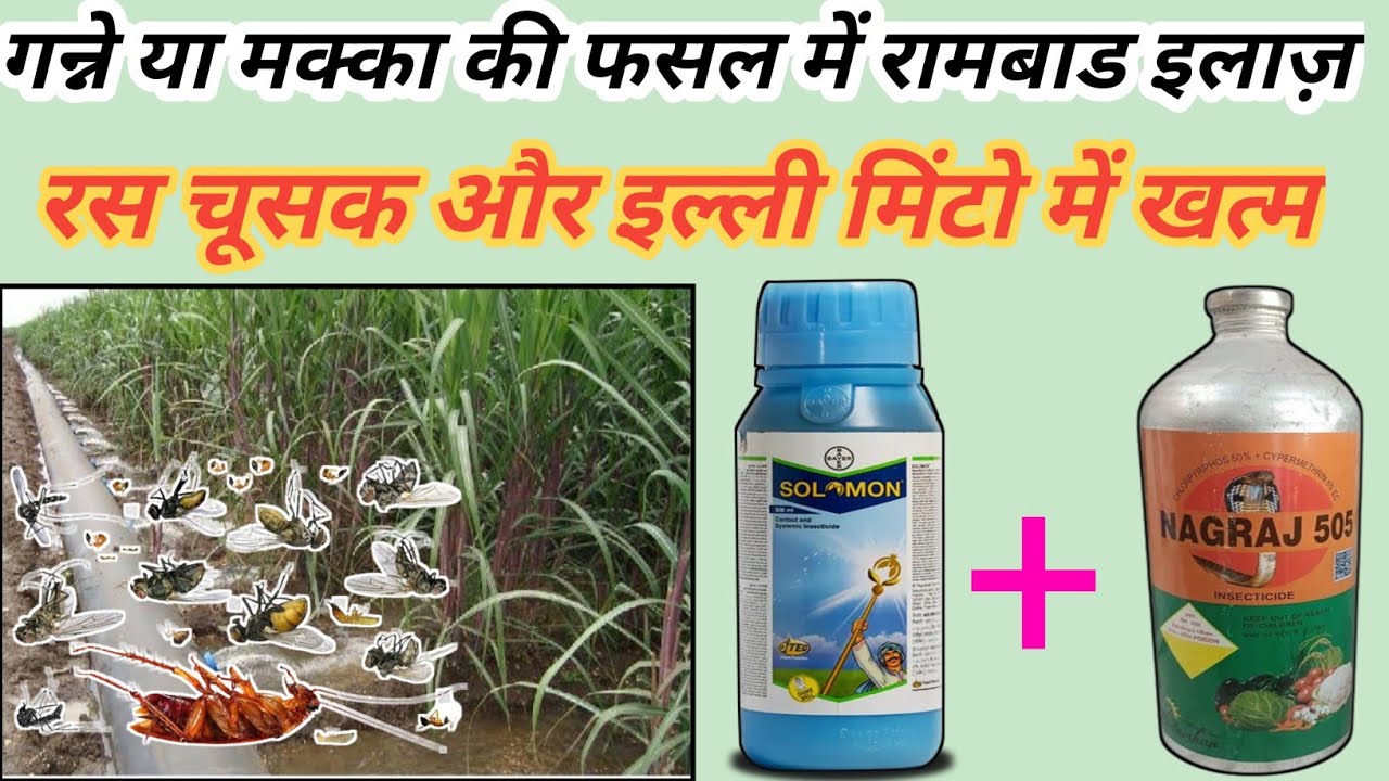 गन्ने में insect और सूड़ी का रामबाड़ इलाज़ || Nagraj 505 और Solomon bayer ||nagraj 505 insecticide