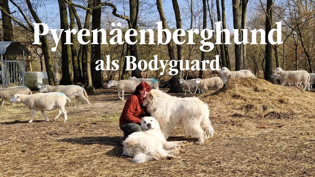 Herdenschutzhunde und der Wolf