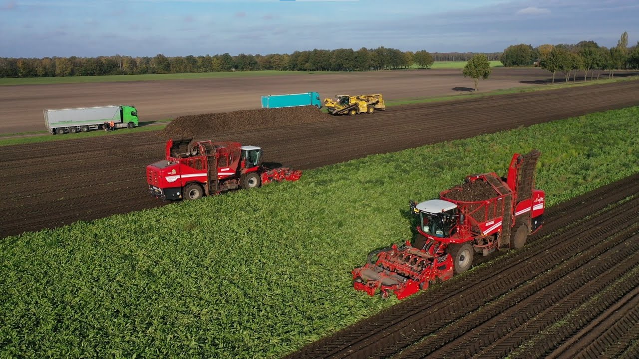 Cichorei Harvest 2021 | GRIMME REXOR 620 + 6200 Platinum | Ropa Mouse | Cichorei rooien en laden