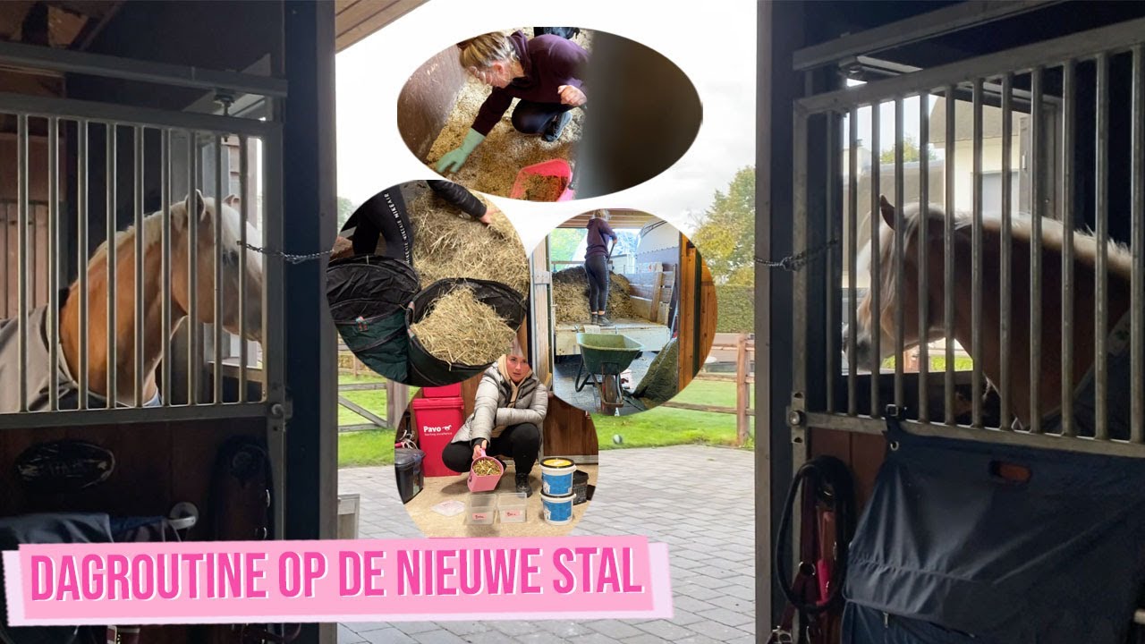 DAGROUTINE OP ONZE NIEUWE STAL LATEN ZIEN | Haflingers King & Beau