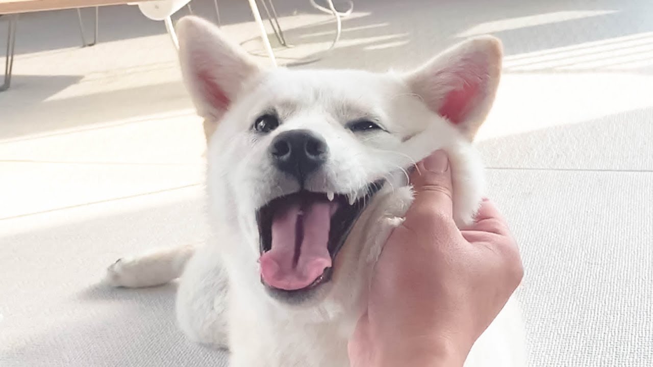 말썽쟁이 강아지 아주 혼내줬어요  (사고뭉치 백시바견 여우🐶)