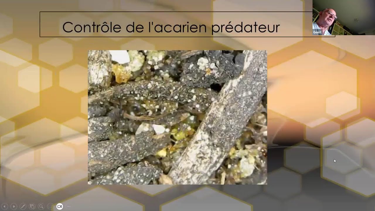FreeTheBees, Geert Steelant  Peut on combattre le Varroa en utilisant un ennemi naturel ?