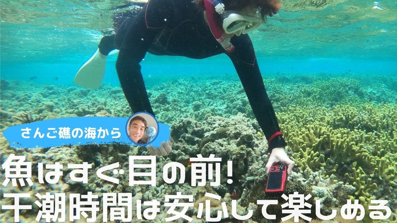 【石垣島でシュノーケリング】無敵の干潮時間！サンゴとお魚さんはすぐ目の前！4月20日　シュノーケリングツアーの動画