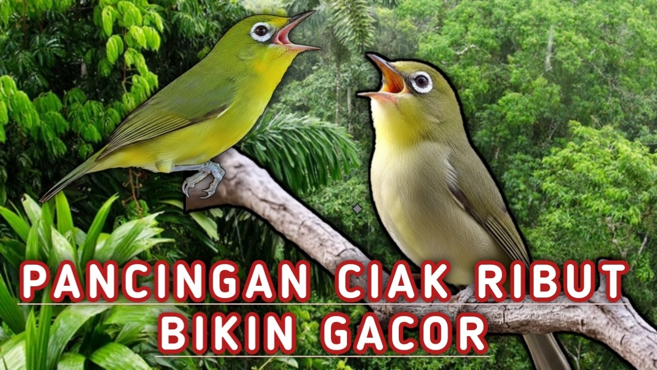 MASTERAN KECIAL KUNING LOMBOK ‼️CIAK CIAK RIBUT SUARA AMBARAN BIKIN KECIAL KUNING BUKA PARUH