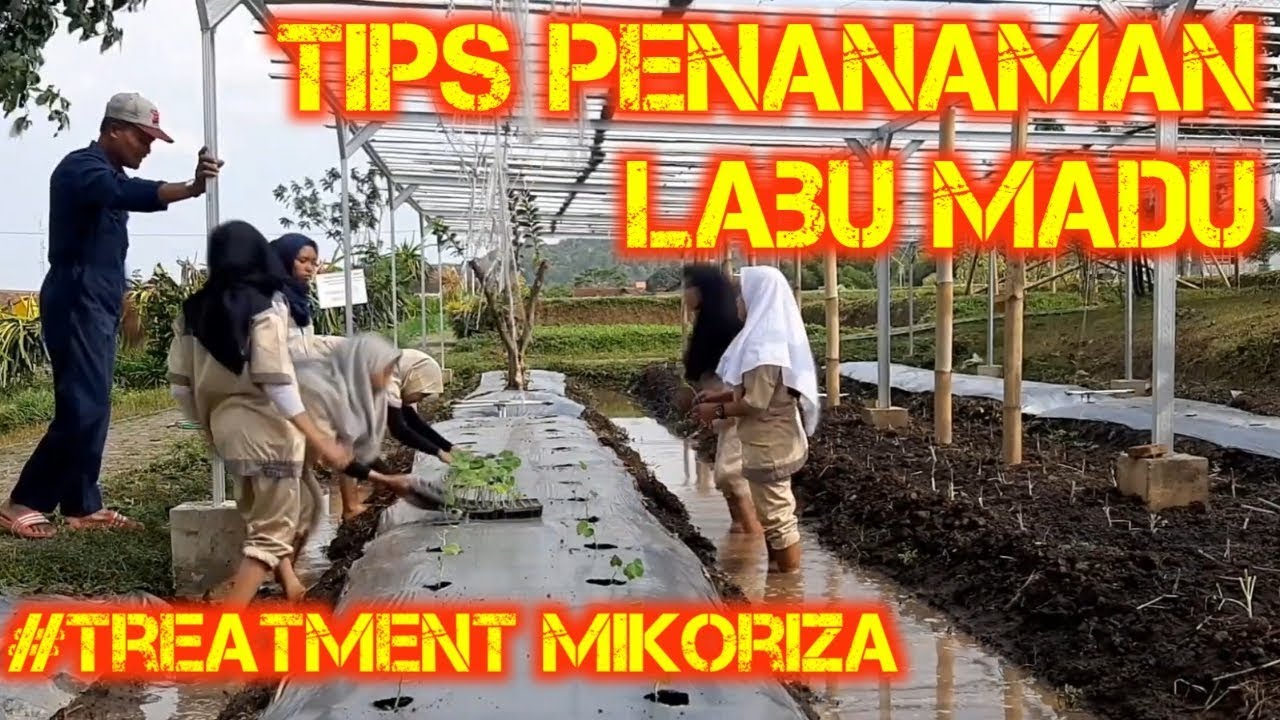 Tips Penanaman Labu Madu