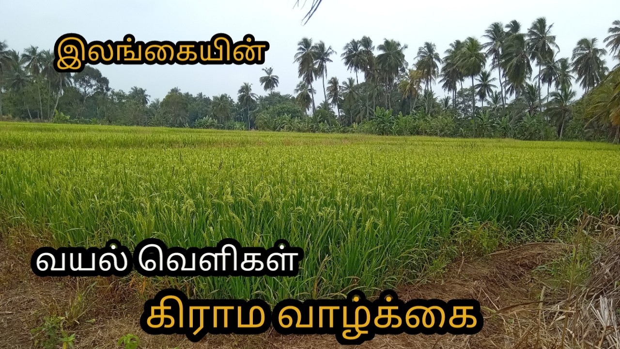 கிராம வாழ்க்கை  இலங்கையின் விவசாயம் #srilanka