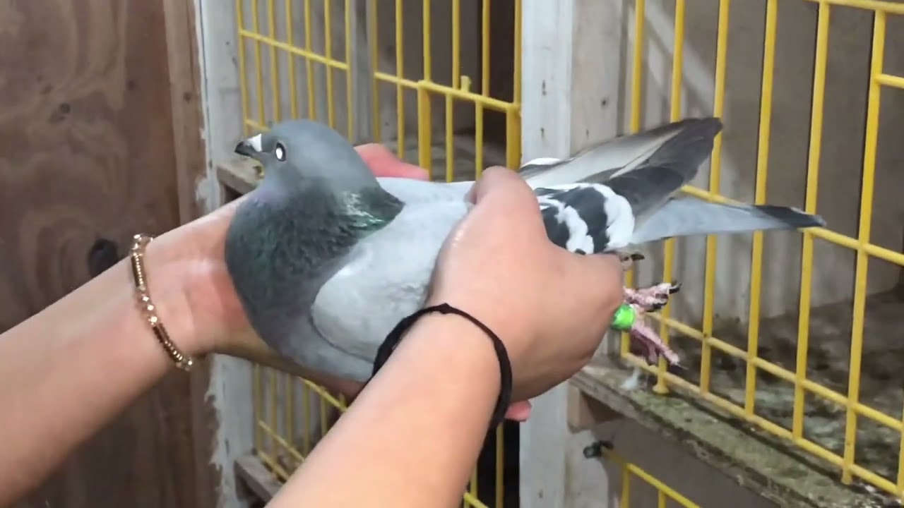 2024 Racing Pigeons Breeding Season, Part 2: Adding the Hens