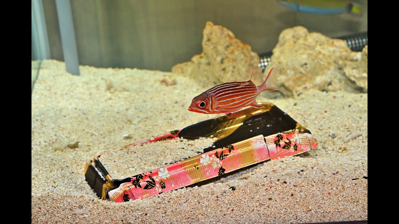 【名古屋港水族館】板を使った生き物採集⑦～応用編：プラスチックの箱舟