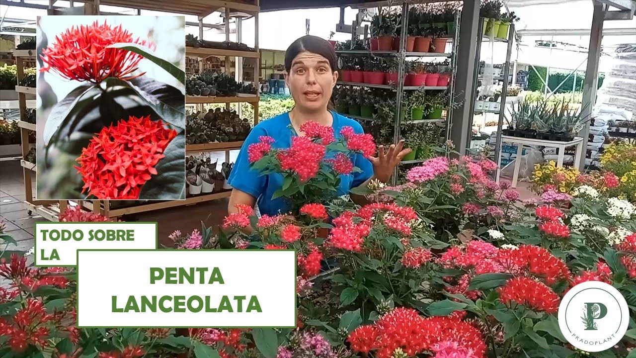 Penta Lanceolata - Caracter&iacute;sticas y cuidados