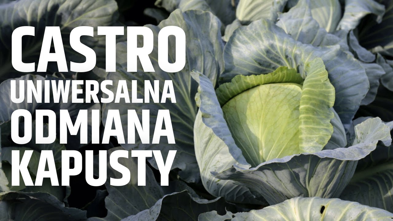 Co warto wiedzieć o uprawie odmiany Castro F1? Uniwersalna odmiana kapusty białej z Hazery.