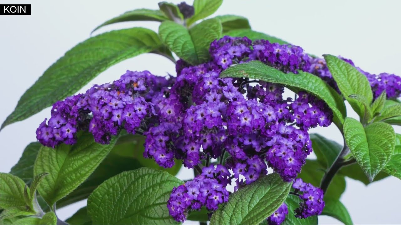 March Plant Madness championship features lavender against heliotrope