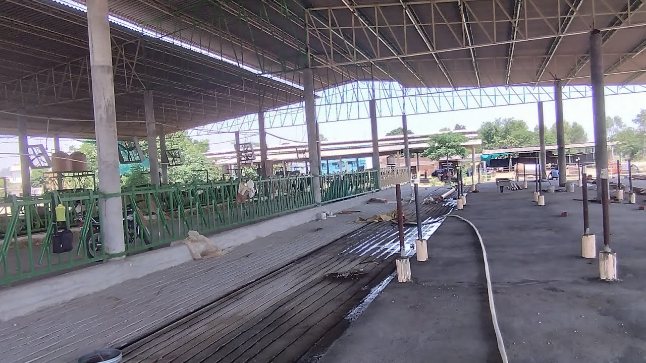 Important information for new cow's 🐄🐄 Shed designing