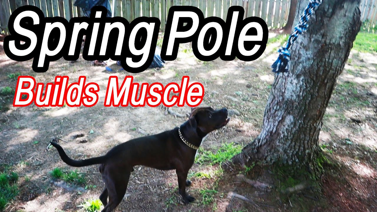 Introducing My Pitbull To A Spring Pole!! | Building Muscle On Your Dog