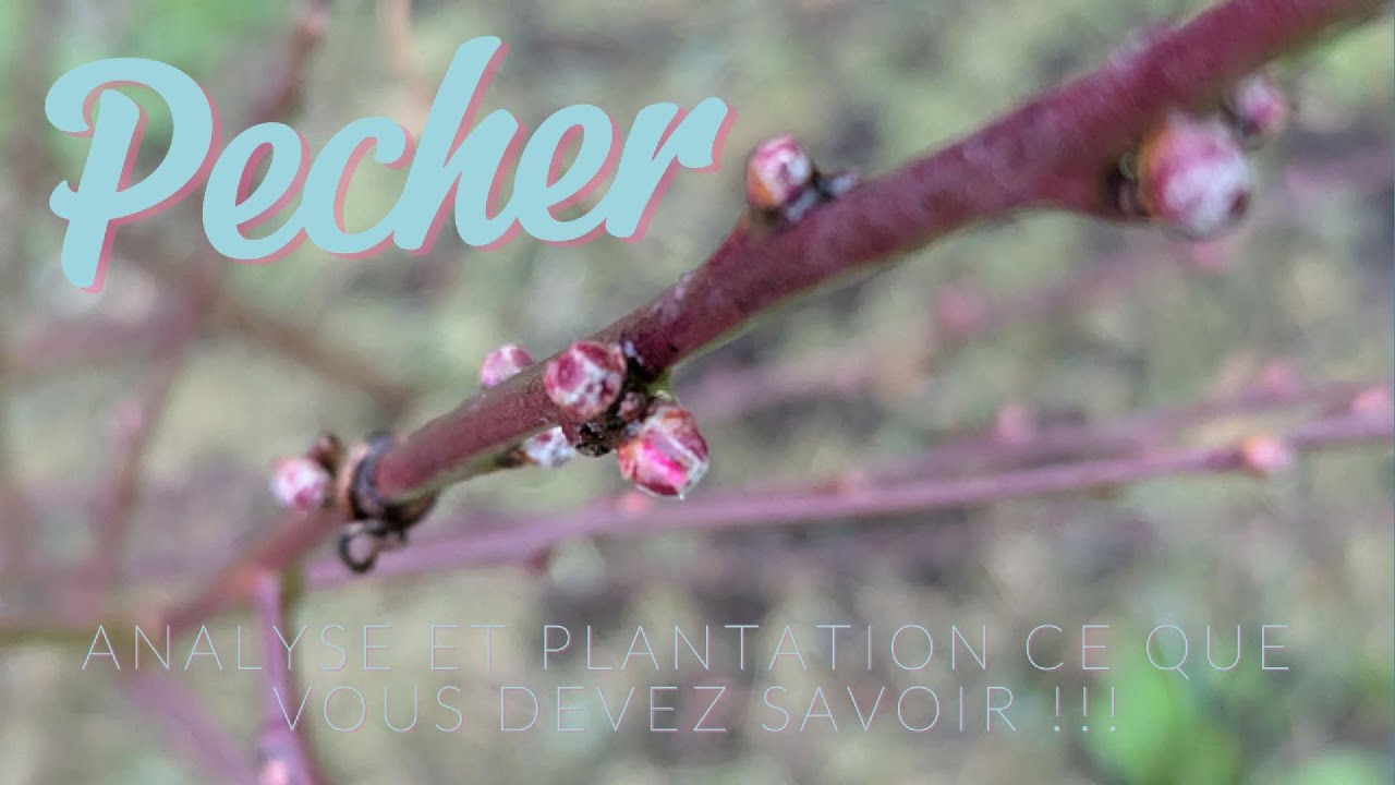 🌳 PLANTATION DU PÊCHER : TOUTES LES ÉTAPES POUR UNE RÉUSSITE GARANTIE ! 🍑🌱
