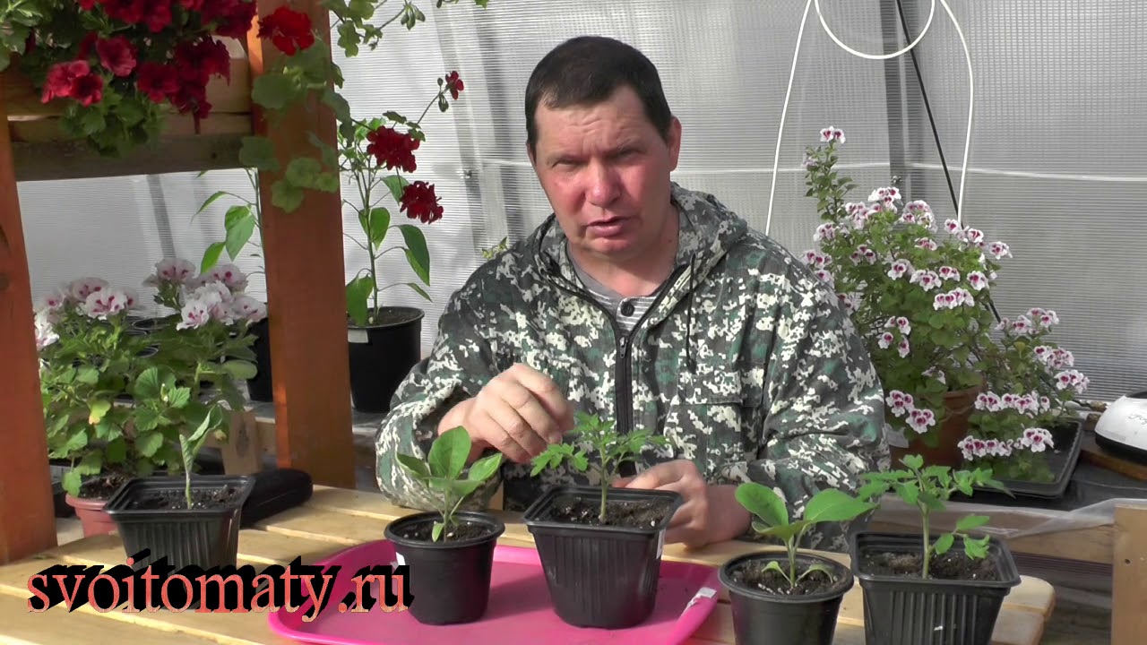 Прививание баклажана на томат
