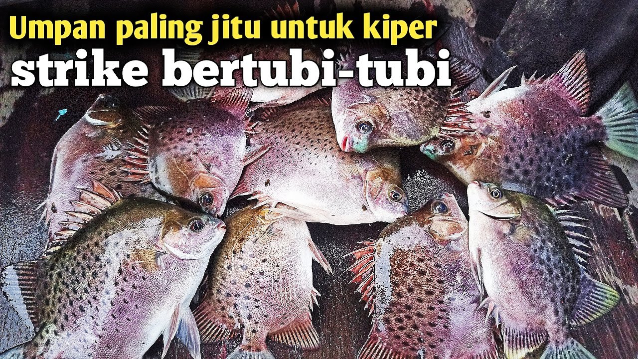 RAHASIA Mancing ikan KIPER cepet strike !!